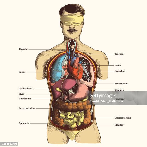 menschliche innere organe - leber anatomiebegriff stock-grafiken, -clipart, -cartoons und -symbole