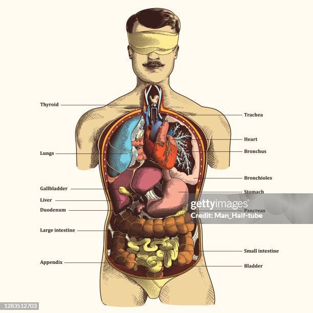 ilustraciones, imágenes clip art, dibujos animados e iconos de stock de los órganos internos humanos - vesícula biliar