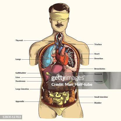 Less Known Internal Organs Human Internal Organs High-Res Vector Graphic - Getty Images