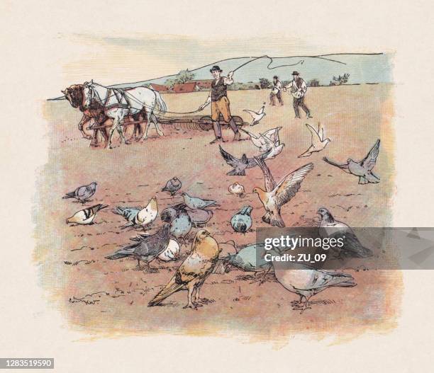 ancient farmer feeding pigeons Beyond the Spikes: The Rise of Coexistence Architecture