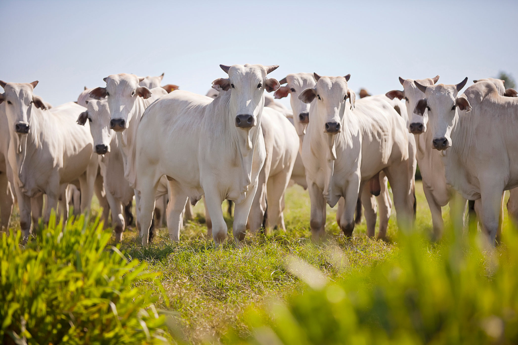 ranch pasture