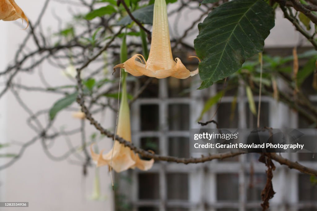 Yellow Trumpet Plant