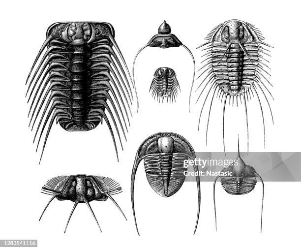 ilustraciones, imágenes clip art, dibujos animados e iconos de stock de trilobites de la era siluiana - silúrico