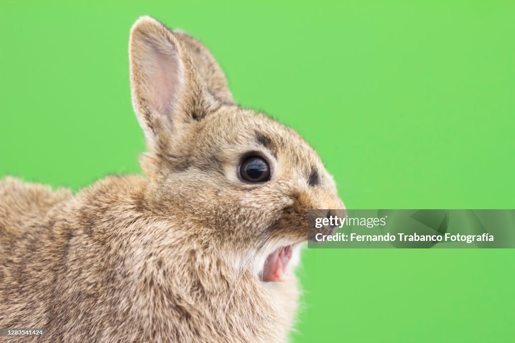 Rabbit with a surprised face
