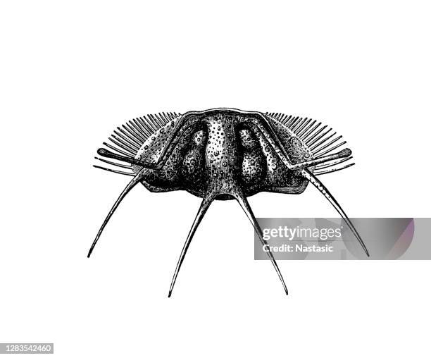 trilobites acidaspis mina from the silurian era - history textbook stock illustrations