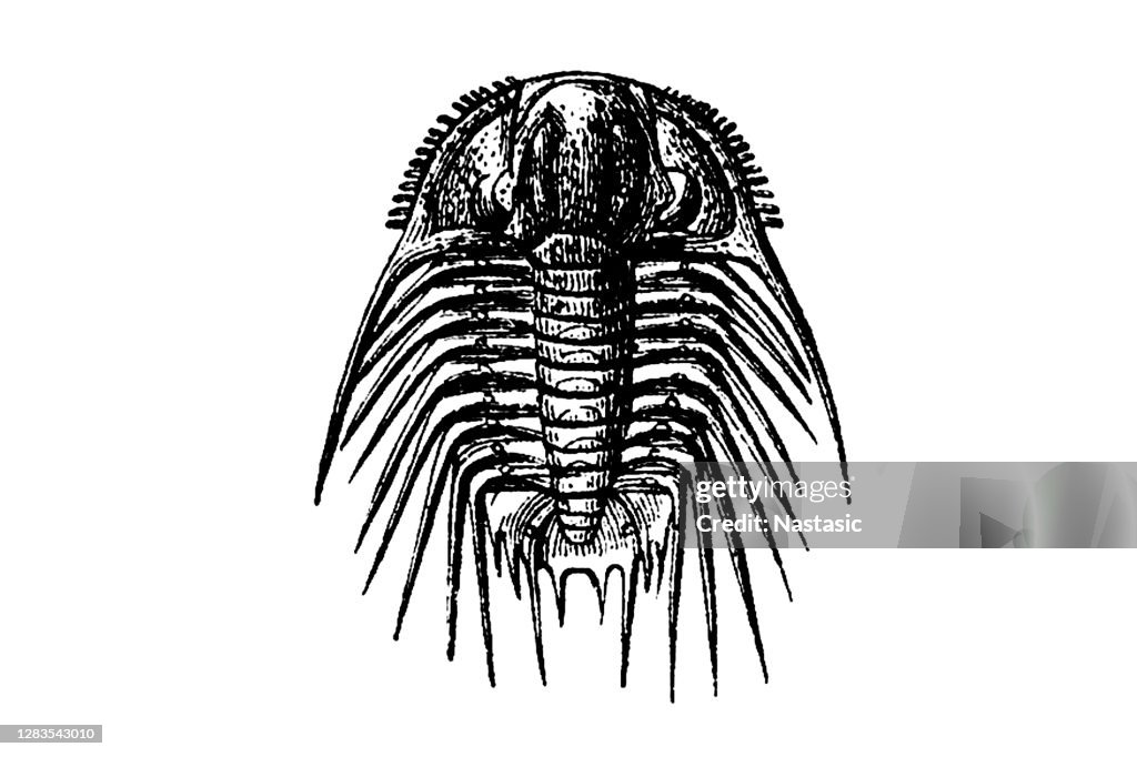 Trilobites acidaspis roemeri uit het Siluriaanse tijdperk