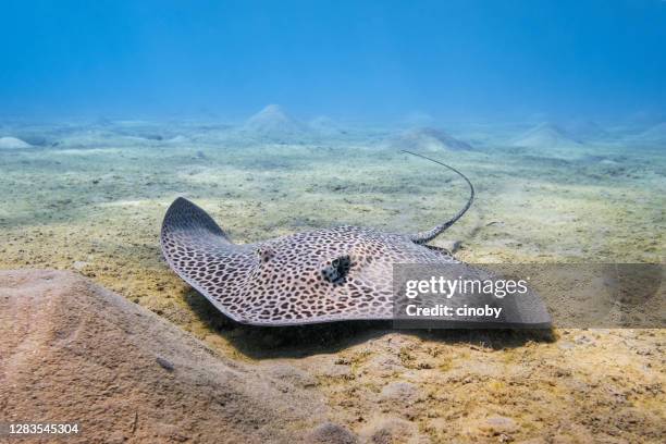 reticulate whipray or honeycomb stingray ( himantura uarnak ) in red sea - marsa alam - egypt - stingray stock pictures, royalty-free photos & images