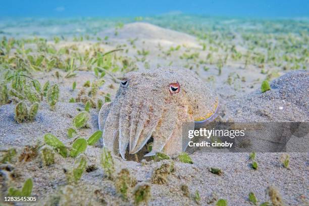 inktvis ( sepiida ) op zeegrasbed in rode zee - marsa alam - egypte - zeegras stockfoto's en -beelden