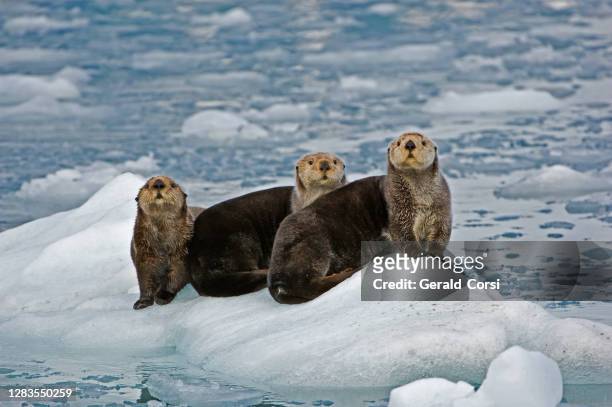 sea otters on ice,  enhydra lutris, near the face of a glacier in prince william sound, alaska. - sea otter (enhydra lutris) stock pictures, royalty-free photos & images