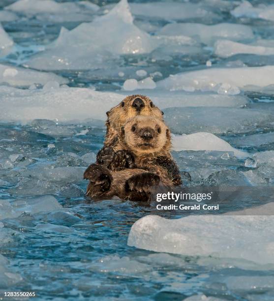 madre y joven nutria del mar de alaska, nutria marina, enhydra lutris, prince william sound, alaska, agua fría, cerca de glaciares, hielo de un glaciar. descansando; flotando; madre; cachorro; nutria joven; natación; sosteniendo cachorro. en el glaciar s - sea otter fotografías e imágenes de stock