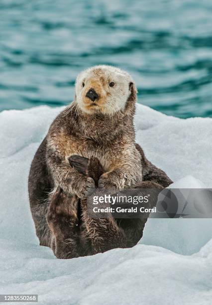 sea otter on ice,  enhydra lutris,  prince william sound,  alaska, in front of surprise glacier. resting on the ice from the glacier. - sea otter stock pictures, royalty-free photos & images