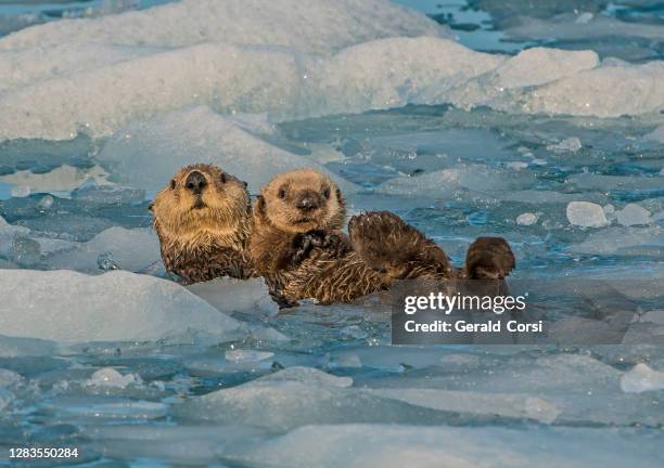 madre y joven nutria del mar de alaska, nutria marina, enhydra lutris, prince william sound, alaska, agua fría, cerca de glaciares, hielo de un glaciar. descansando; flotando; madre; cachorro; nutria joven; natación; sosteniendo cachorro. en el glaciar s - sea otter fotografías e imágenes de stock