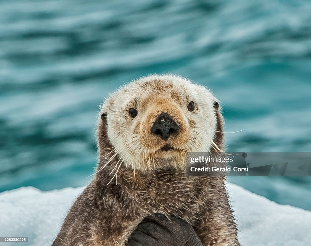 Sea Otter on Ice, Enhydra lutris, Prince William Sound, Alaska, voor Surprise Glacier. Rustend op het ijs van de gletsjer.