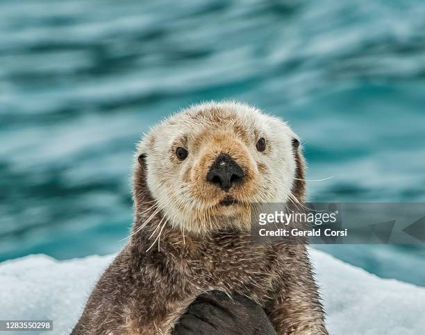 sea otter on ice,  enhydra lutris,  prince william sound,  alaska, in front of surprise glacier. resting on the ice from the glacier. - sea life stock pictures, royalty-free photos & images