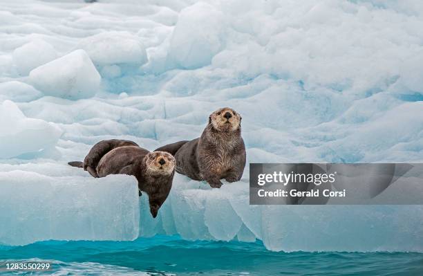 sea otter on ice, enhydra lutris, prince william sound, alaska, frente al glaciar surprise. descansando sobre el hielo desde el glaciar. - sea otter fotografías e imágenes de stock