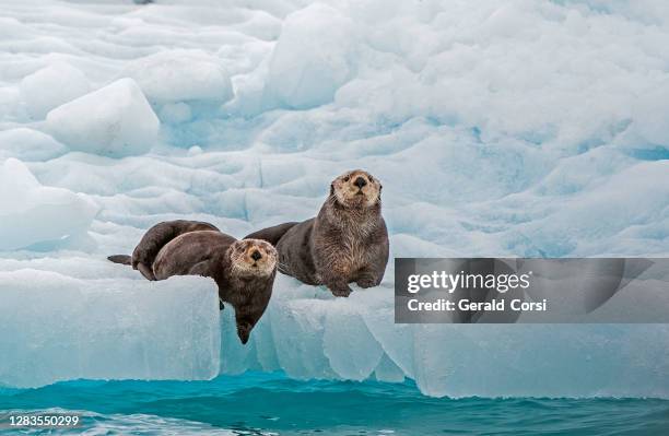 sea otter on ice,  enhydra lutris,  prince william sound,  alaska, in front of surprise glacier. resting on the ice from the glacier. - sea otter (enhydra lutris) stock pictures, royalty-free photos & images
