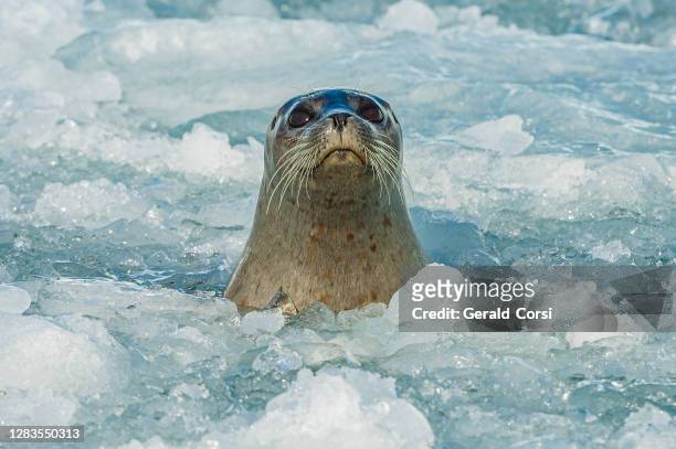 harbor seal on ice and  in icy water, phoca vitulina, prince william sound, alaska. phocidae. seal in the water and ice near the face of a glacier. - seal - animal stock pictures, royalty-free photos & images