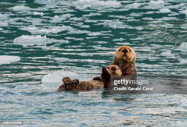 mutter und junge alaska see otter, seeotter, enhydra lutris, prinz william sound, alaska, kaltes wasser, in der nähe von gletschern, eis von einem gletscher. ruhend; schwebend; mutter; welpen; junger fischotter; schwimmen; halten welpen. am suprise glacie - animal family stock-fotos und bilder