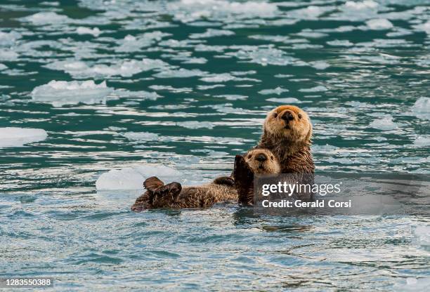 mother and young alaska sea otter, sea otter, enhydra lutris, prince william sound, alaska, cold water, near glaciers, ice from a glacier. resting; floating; mother; pup; young otter; swimming; holding pup. at suprise glacier in prince william sound; - otter stock pictures, royalty-free photos & images