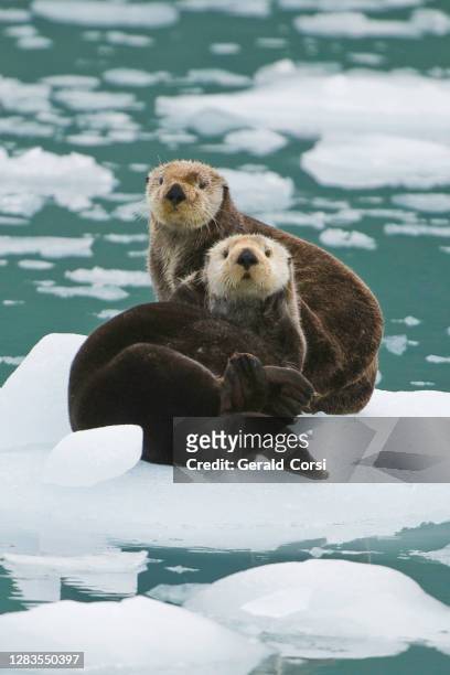 sea otter on ice, enhydra lutris, prince william sound, alaska, di fronte al ghiacciaio surprise. appoggiato sul ghiaccio dal ghiacciaio. - parte del corpo animale foto e immagini stock