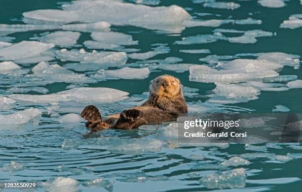 sea otter on ice, enhydra lutris, prince william sound, alaska, in front of surprise glacier. resting on the ice from the glacier. - prince william sound stock pictures, royalty-free photos & images