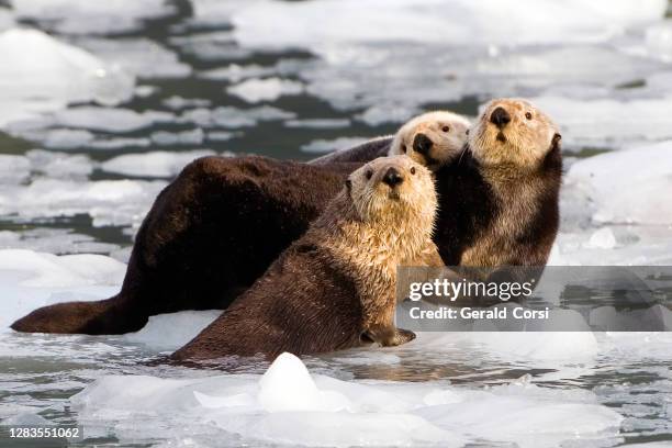 sea otter on ice,  enhydra lutris,  prince william sound,  alaska, in front of surprise glacier. resting on the ice from the glacier. - sea otter stock pictures, royalty-free photos & images