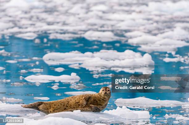 harbor seal auf eis und im eisigen wasser, phoca vitulina, prince william sound, alaska. phocidae. versiegeln sie sich im wasser und eis in der nähe des antlitzes eines gletschers. - prince william sound stock-fotos und bilder