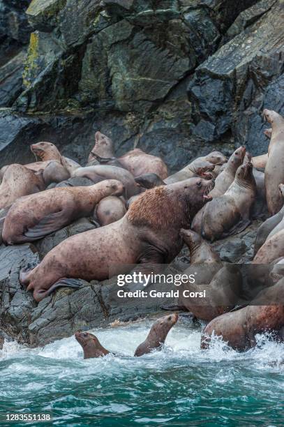 the steller sea lion (eumetopias jubatus) also known as the northern sea lion and steller's sea lion, is a threatened species of sea lion in the northern pacificthe largest of the eared seals (otariidae). prince william sound, alaska. a rocky haul-out are - south central alaska stock pictures, royalty-free photos & images