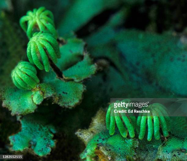 liverwort (marchantia) sexual reproduction--archegoniophores with archegonia that contain eggs--female archegoniophores - archegonia stock pictures, royalty-free photos & images