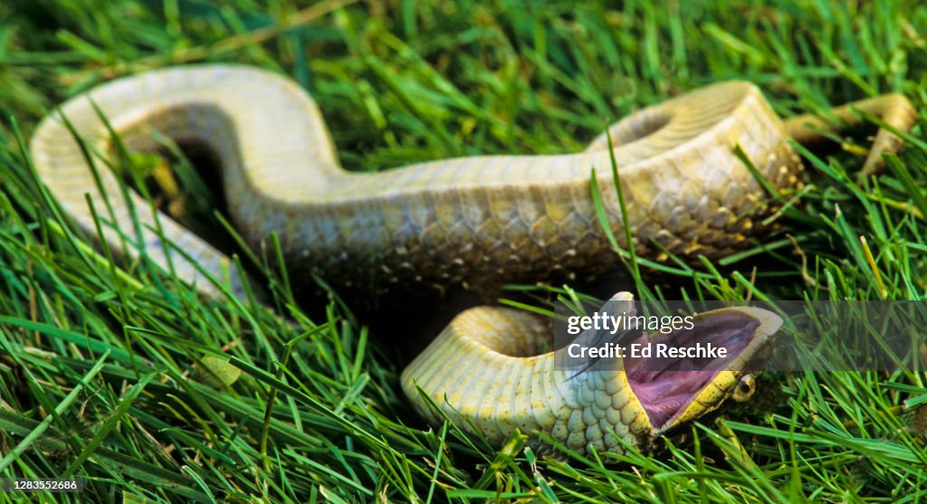 EASTERN HOGNOSE SNAKE (Heterodon platirhinos) PLAYING DEAD