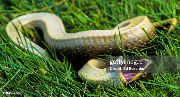 eastern hognose snake (heterodon platirhinos) playing dead - playing dead stock pictures, royalty-free photos & images