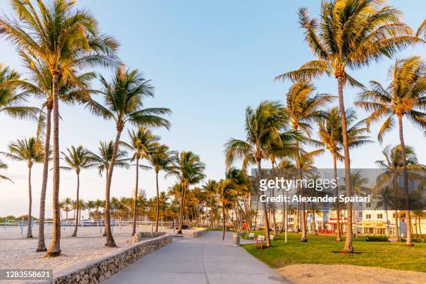 lummus park in the morning, south beach, miami, usa - miami stock pictures, royalty-free photos & images
