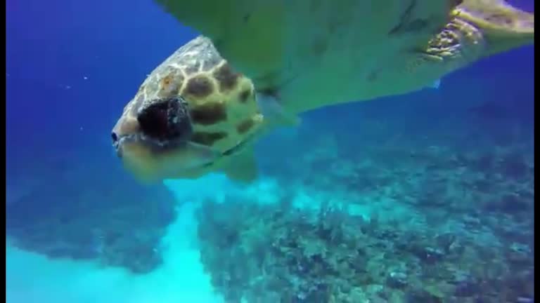 Shell Diver Turtle Turtle Head In Shell Videos and HD Footage - Getty Images
