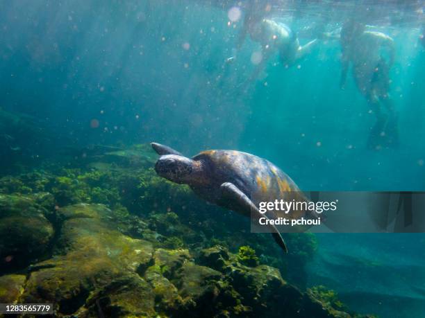 overzeese schildpad en twee zwemmerssilhouet, de eilanden van de galapagos - galapagos stockfoto's en -beelden