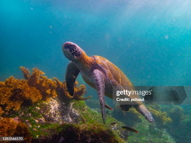 meeresschildkröte auf galapagos - galapagosinseln stock-fotos und bilder