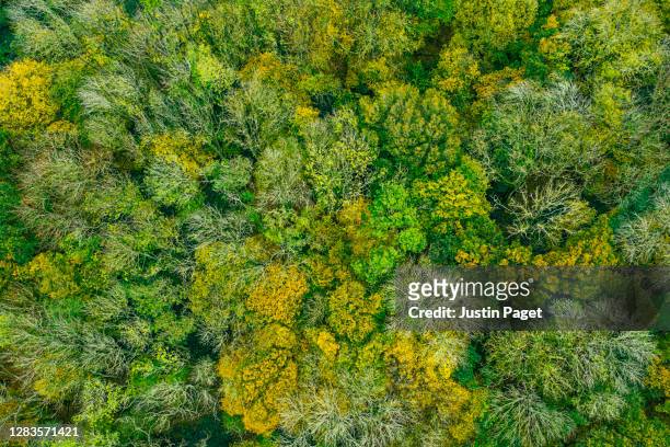drone view looking down onto autumnal woodland - eichenwäldchen stock-fotos und bilder