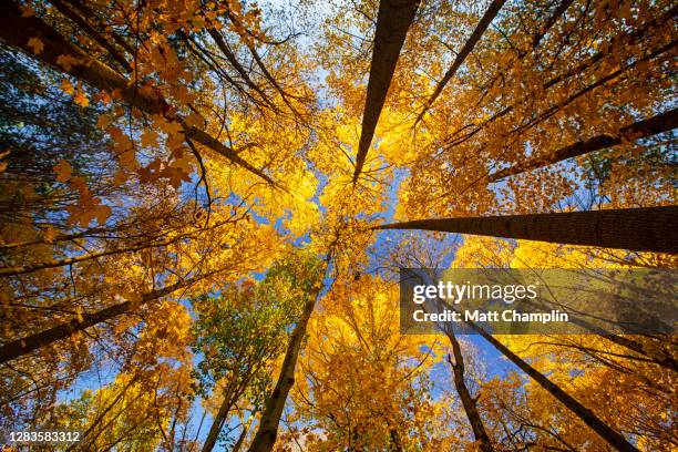 looking up at tree canopy in autumn woodland - beech tree stock pictures, royalty-free photos & images