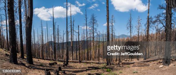 aftermath of the 2019 museum fire - flagstaff arizona stock pictures, royalty-free photos & images
