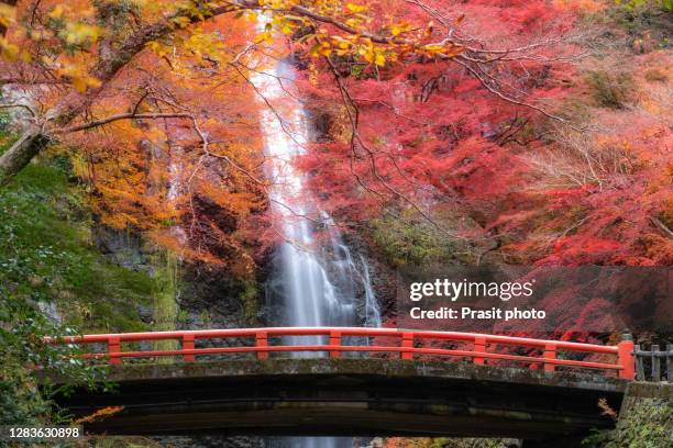 beautiful minoo waterfall in colorful autumn season with empty people on bridge in minoo park, osaka, japan - stadt osaka stock-fotos und bilder