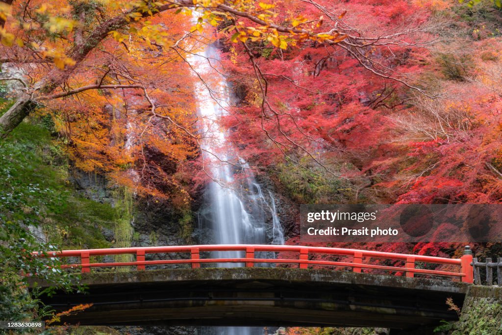 Beautiful Minoo Waterfall in colorful autumn season with empty people on bridge in Minoo Park, Osaka, Japan