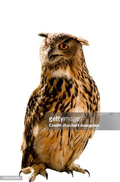 eagle owl ( eurasian eagle-owl)  portrait - eurasia stockfoto's en -beelden