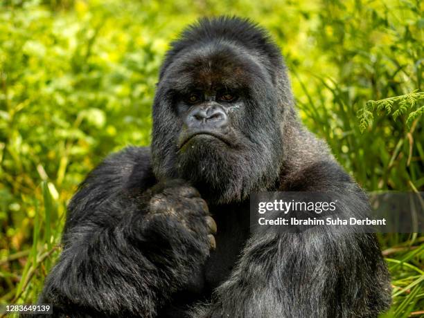 the portrait of silverback mountain gorilla (gorilla beringei beringei) looking at camera - silverback gorilla stock pictures, royalty-free photos & images