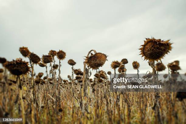 dead sunflowers - muerto fotografías e imágenes de stock