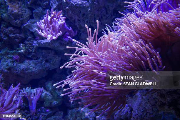 underwater sea anemone - corals stock pictures, royalty-free photos & images