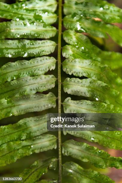 fern leaves natural background - frond stock pictures, royalty-free photos & images