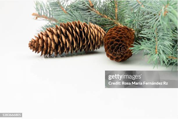 close-up of an autumnal still life of treats from the forest, freshly foraged pine cone and coniferous branch on white background with copy space. - conifer cone stock pictures, royalty-free photos & images