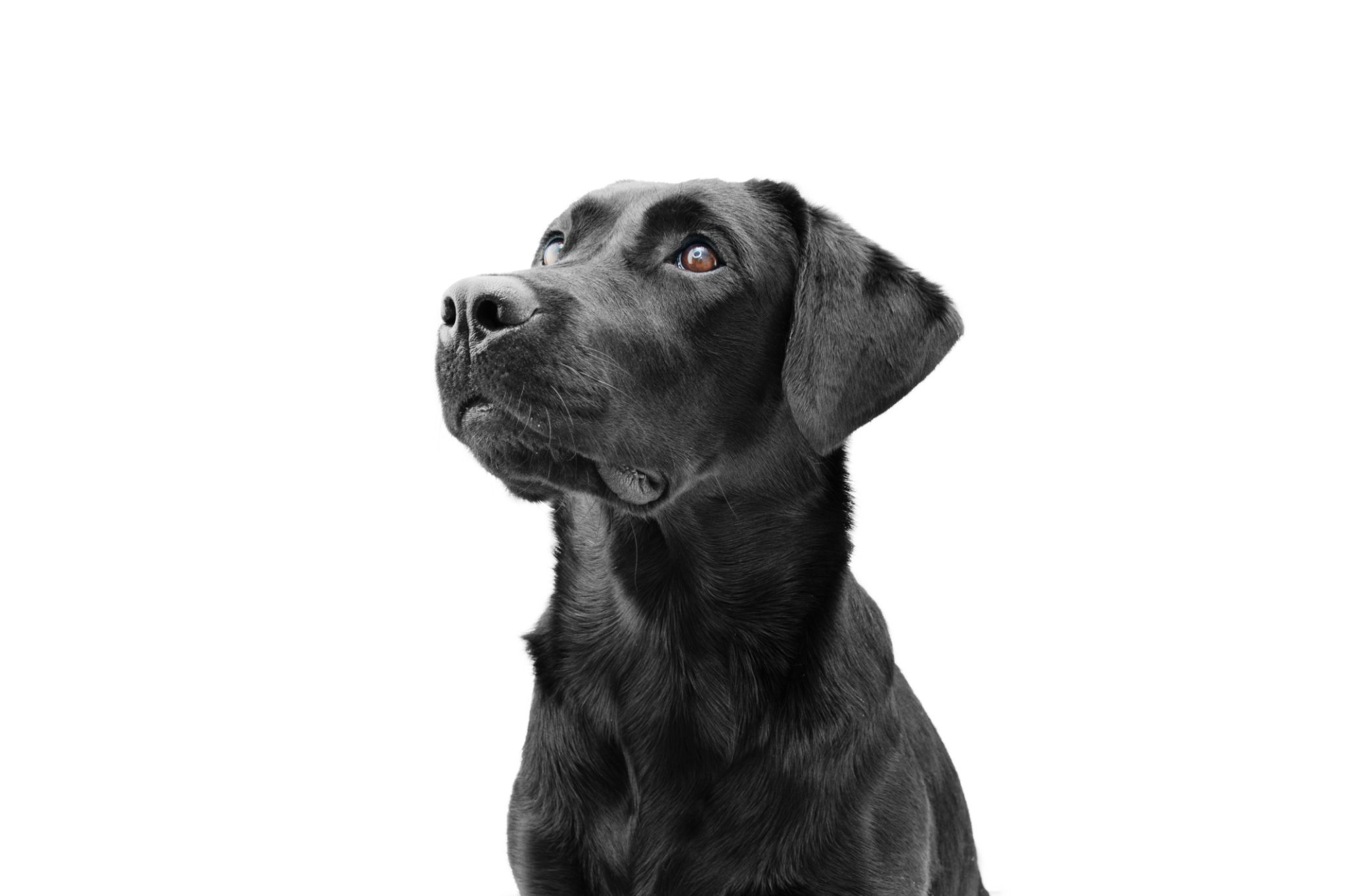 labrador training