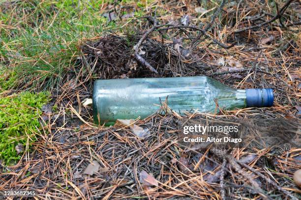 abandoned bottle on the ground of a pine tree forest. germany - wine gala stock pictures, royalty-free photos & images