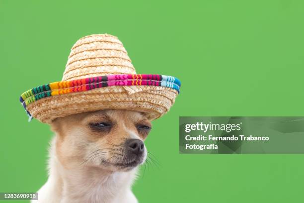 dog with mexican hat on green background - chihuahua christmas fotografías e imágenes de stock