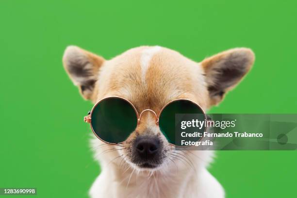 dog with sunglasses on green background - miope and humor fotografías e imágenes de stock